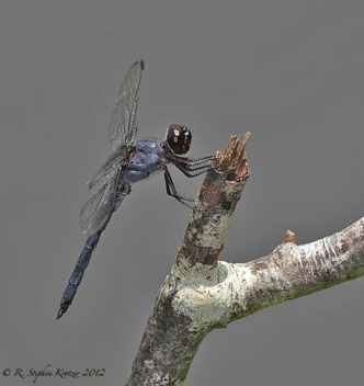 Libellula incesta, male